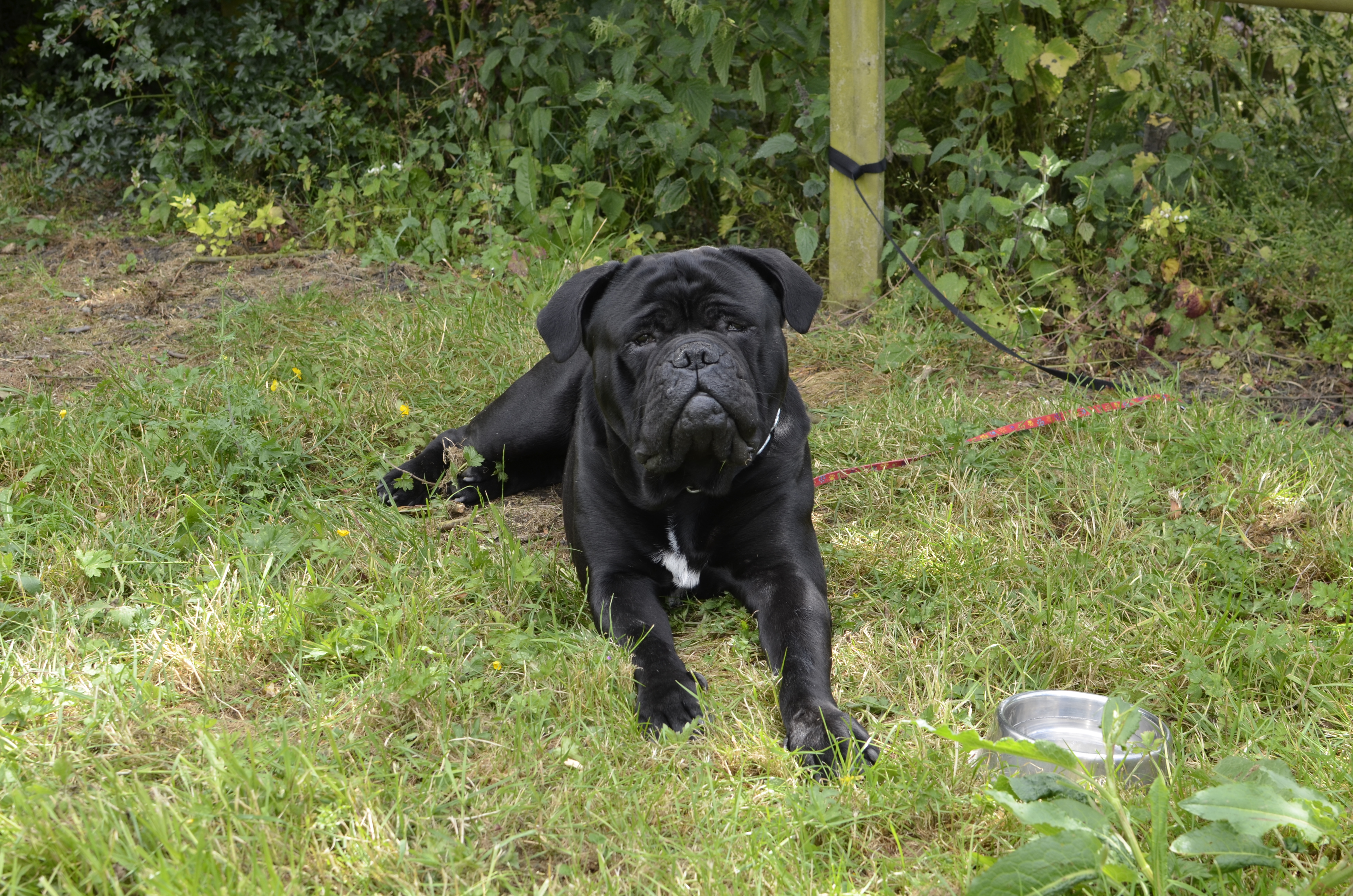 Cane Corso UK Molosser Rescue Funday Dog Show